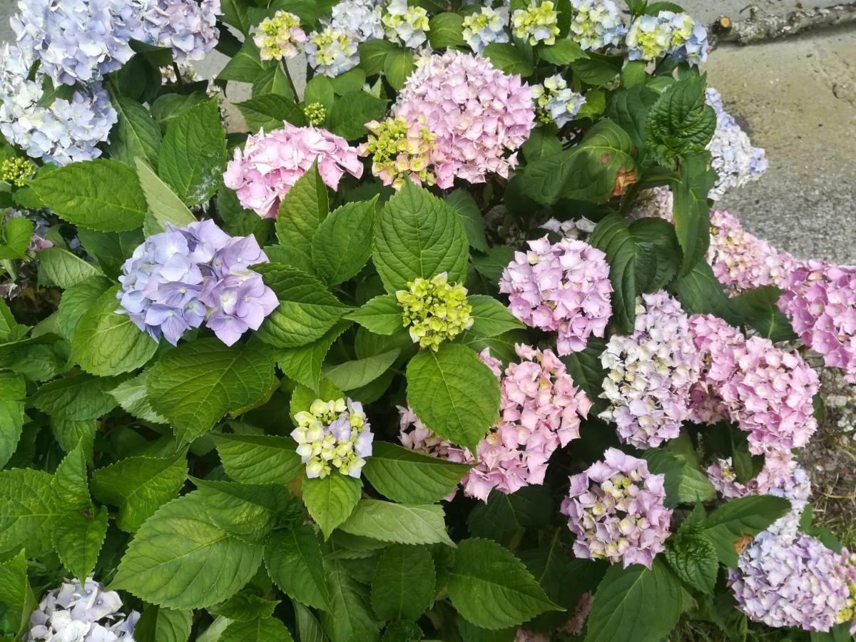 Le Clos Des Hortensias Toutainville エクステリア 写真